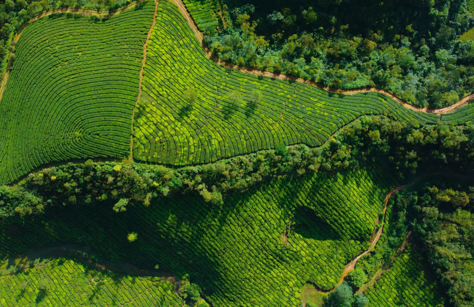 Aerial view of terraced tea plantations, contour rows and access tracks running through them.